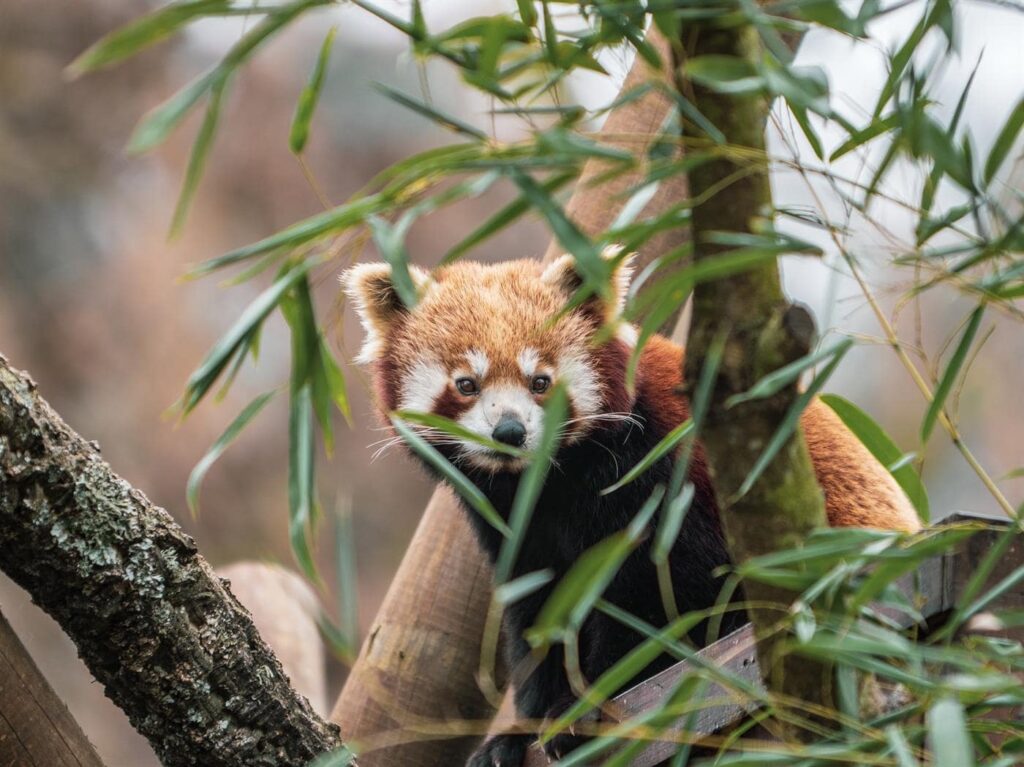 Zoo de Santo Inácio