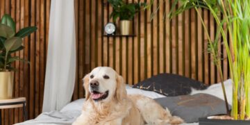 turismo rural em Portugal que aceitam animais de estimação