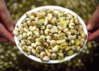 pratos estranhos da gastronomia portuguesa