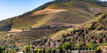 Pinhão Douro