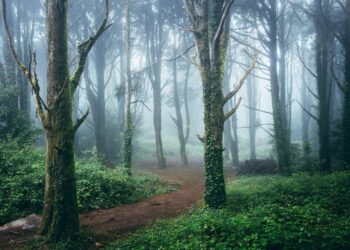 Florestas em Portugal