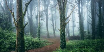 Florestas em Portugal