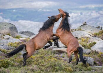 Garranos (Norberto Esteves)