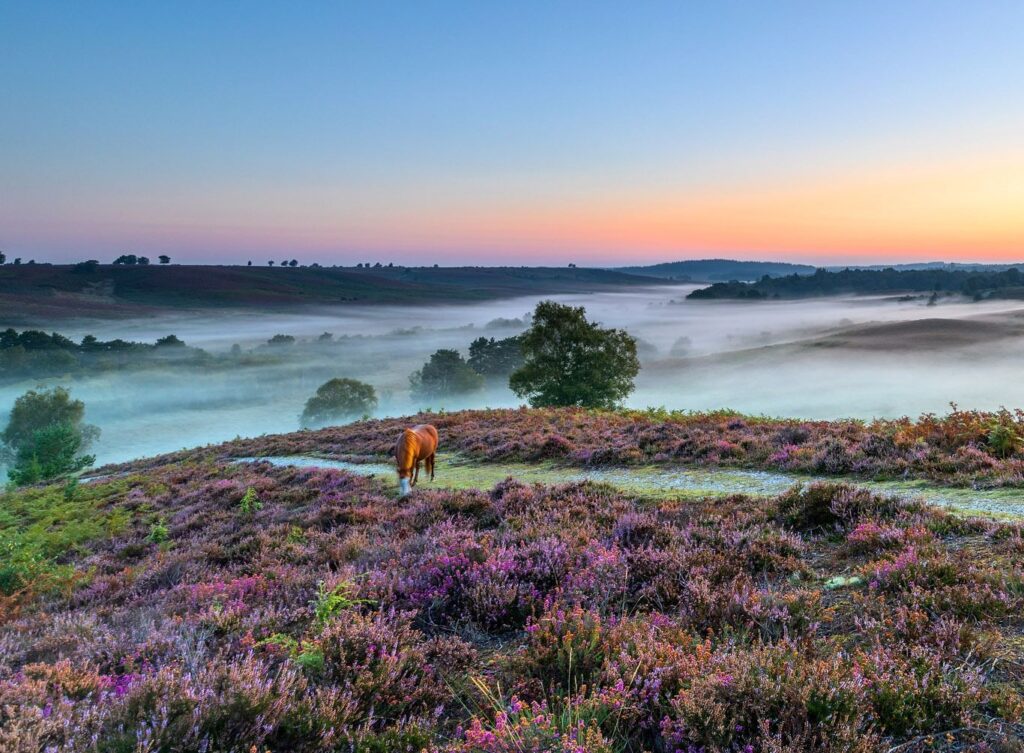 Parque Nacional New Forest (Reino Unido)