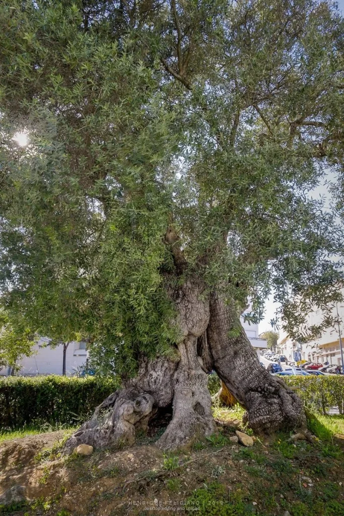 Oliveira mais antiga de Portugal nasceu há 3350 anos, Árvores