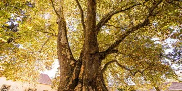árvores mais antigas de Portugal