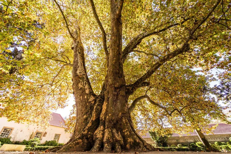 árvores mais antigas de Portugal