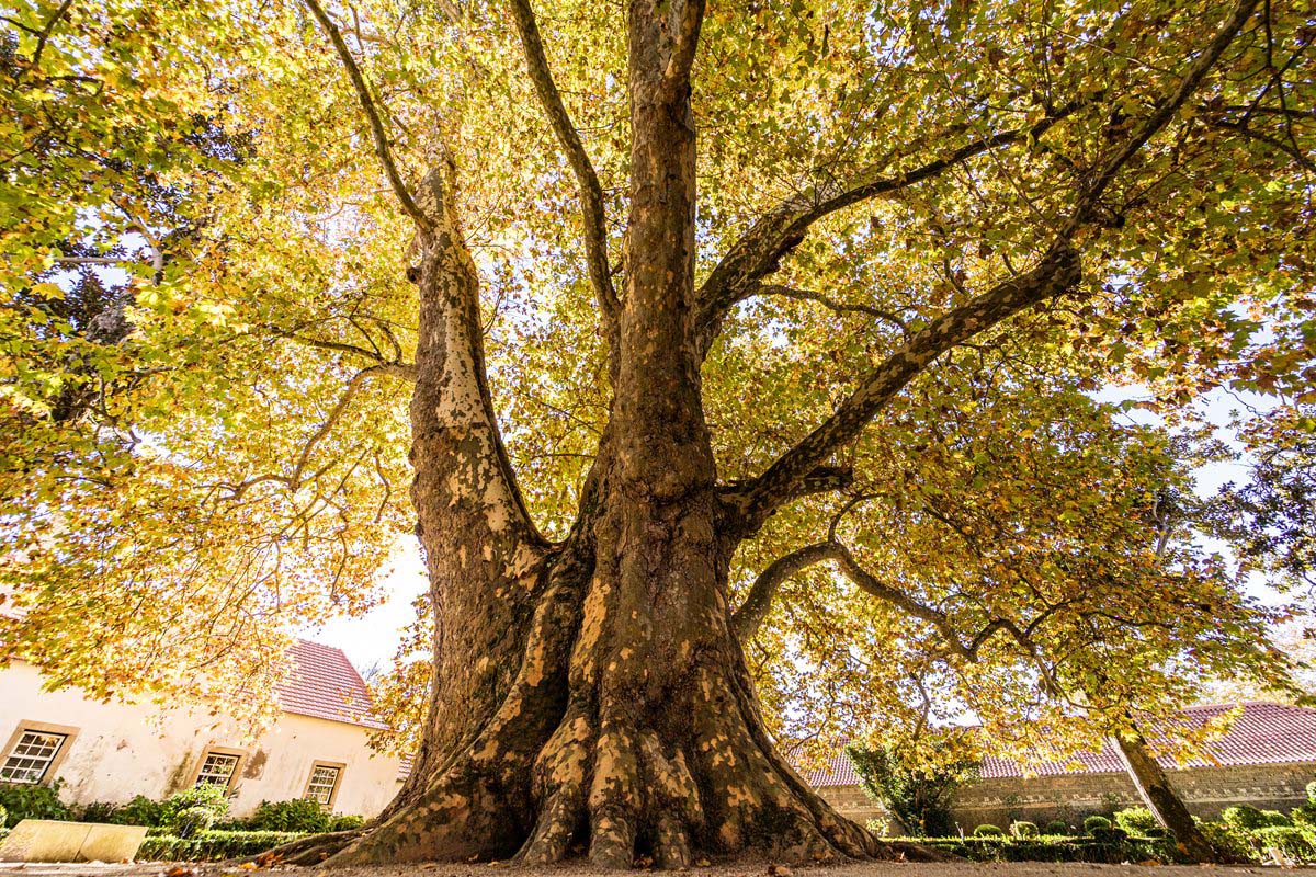 Oliveira mais antiga de Portugal nasceu há 3350 anos, Árvores