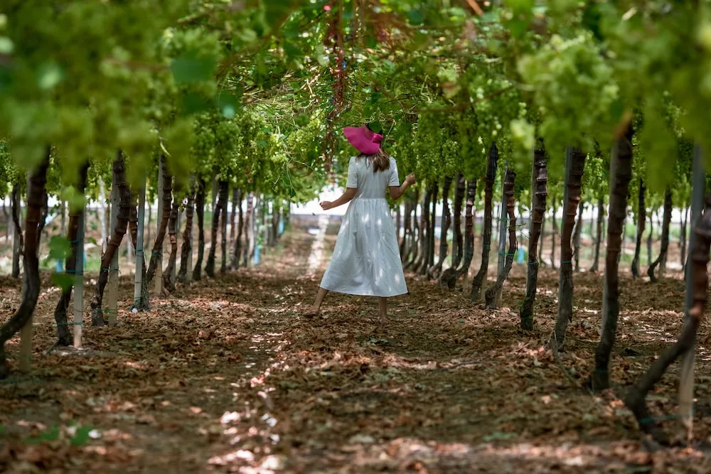 Herdade do Vale da Rosa