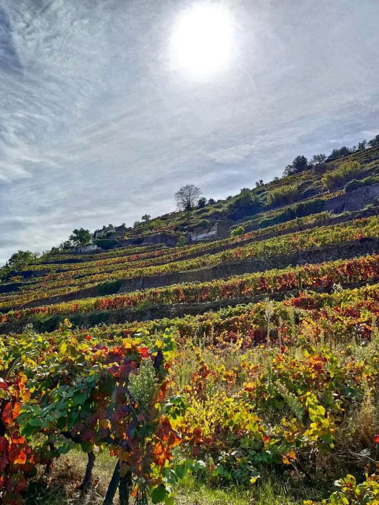 Trilho do Vinho do Porto