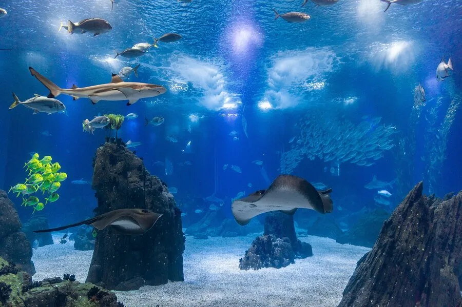 Oceanário de Lisboa