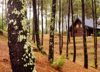 Parques de aventura em Portugal
