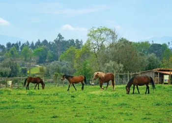 Quinta de Pentieiros