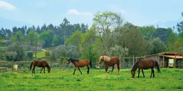 Quinta de Pentieiros