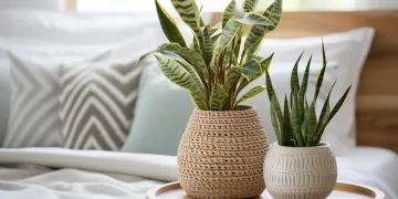 plantas para ter no quarto