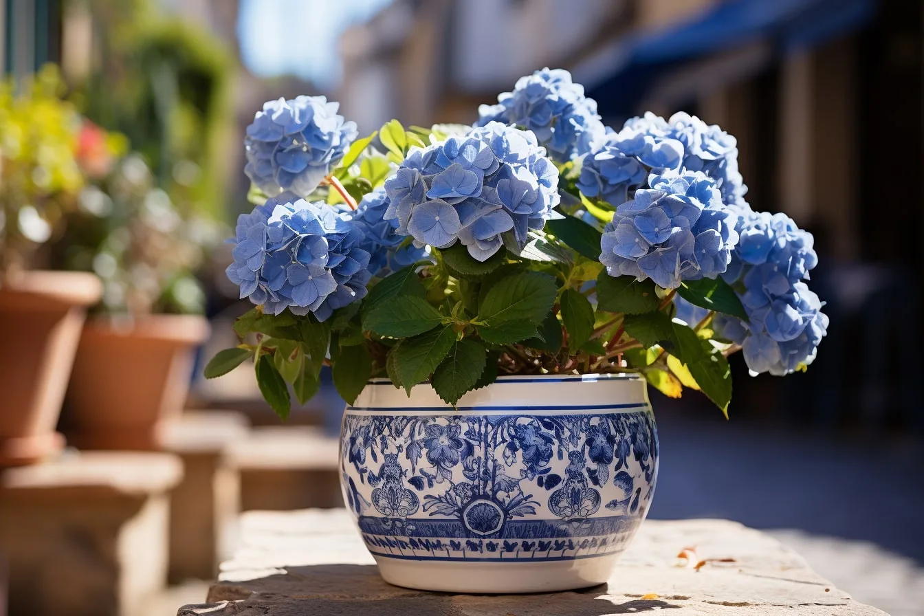 Hortênsias