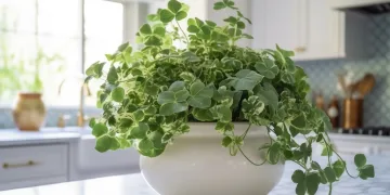 melhores plantas para ter na cozinha