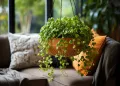 plantas pendentes fáceis de cuidar