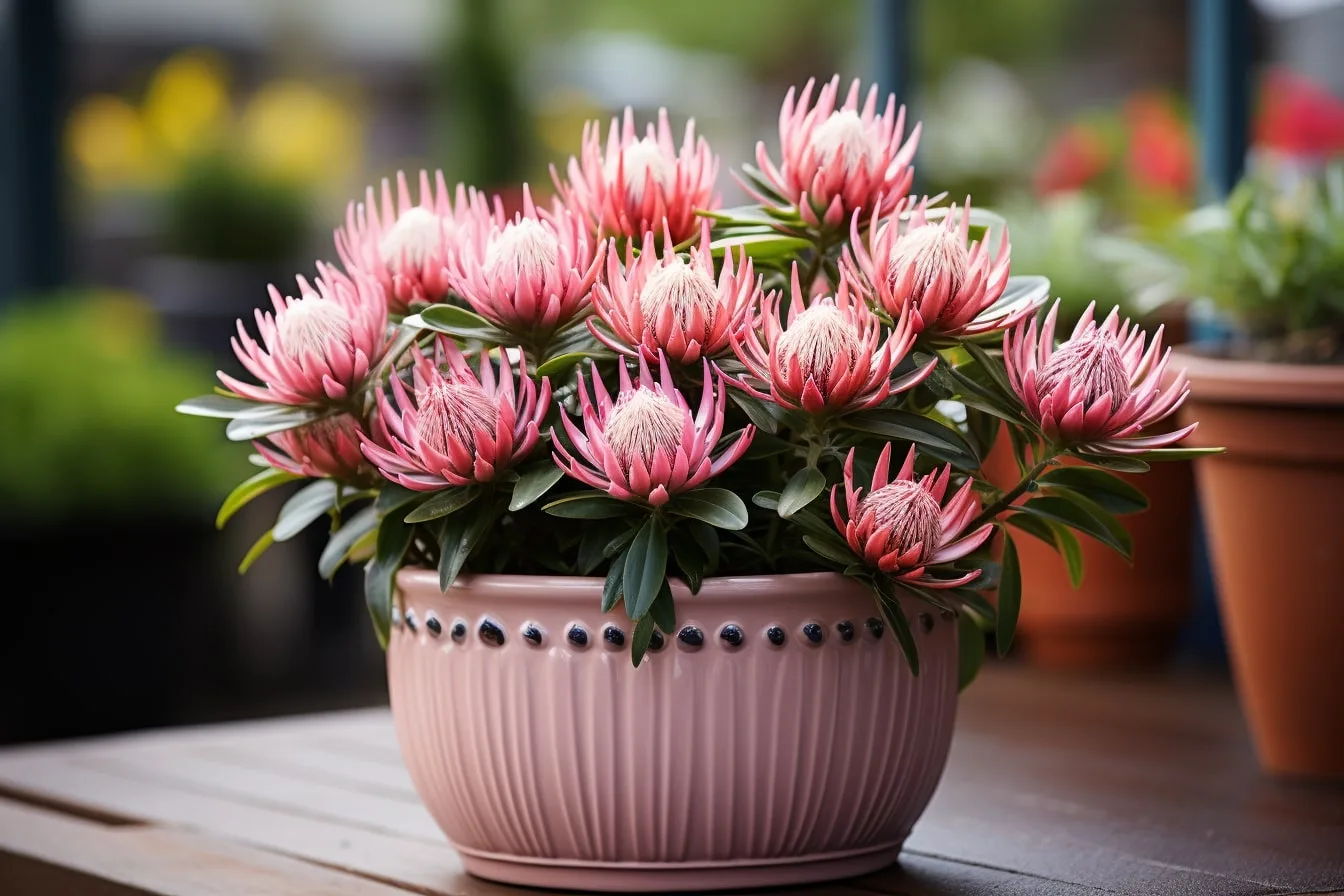 Próteas guia completo para plantar e cuidar destas belíssimas flores