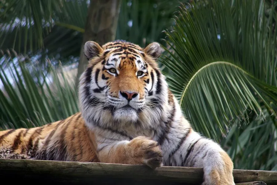 Jardim Zoológico de Lisboa