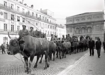bois bravos nas ruas de Lisboa