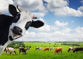 Vaquinha dos Açores, também conhecida por Gueixo