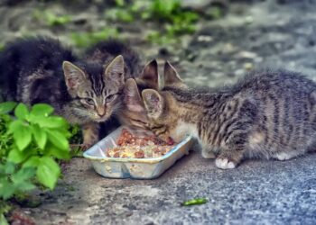 Multas de mais de 1000 € para quem alimentar animais na rua -saiba porquê