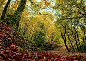 Mata da Margaraça: a floresta que resiste ao fogo quando todas as outras ardem