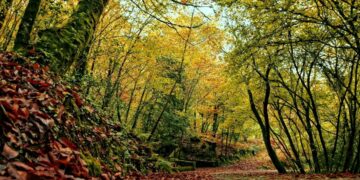 Mata da Margaraça: a floresta que resiste ao fogo quando todas as outras ardem