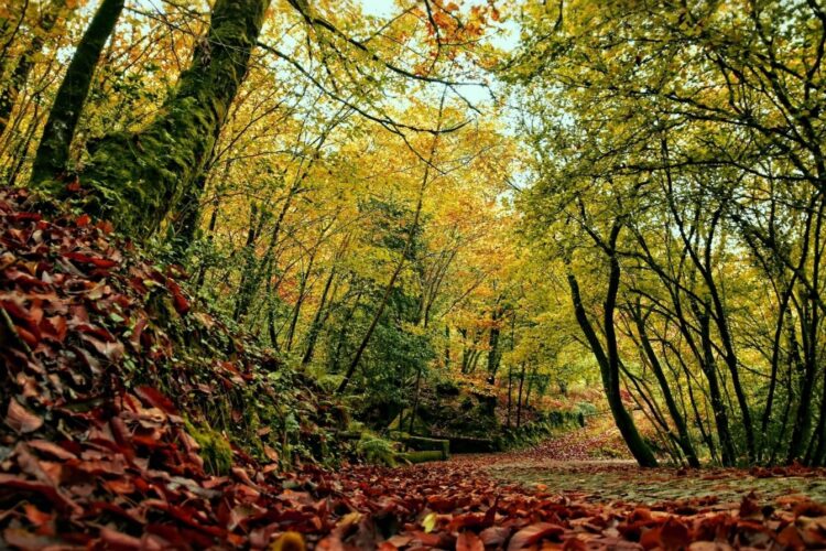 Mata da Margaraça: a floresta que resiste ao fogo quando todas as outras ardem