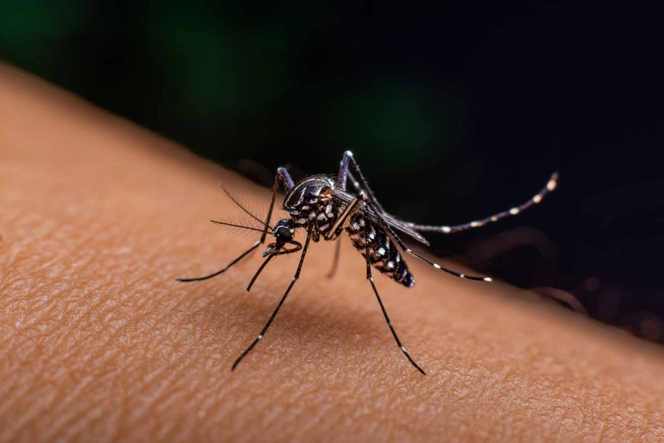 Mosquito-tigre