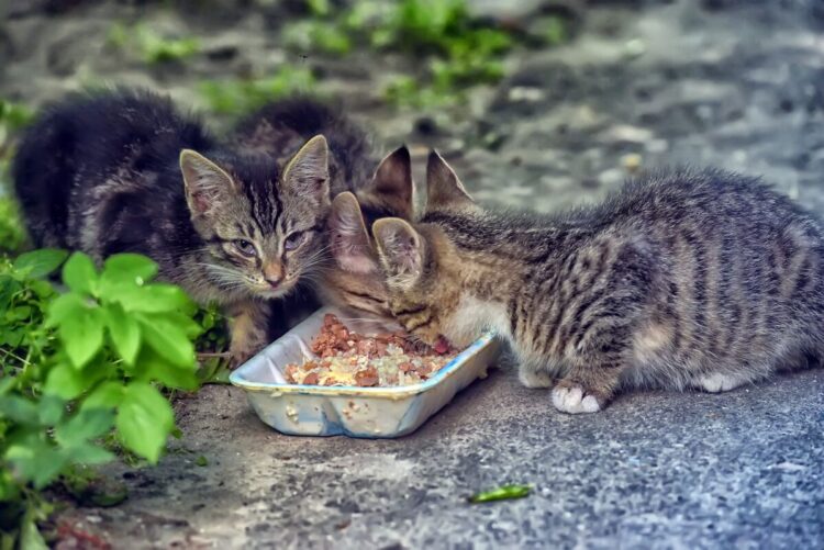 Multas até 1500 euros por alimentar animais na rua: conheça os motivos e as alternativas legais