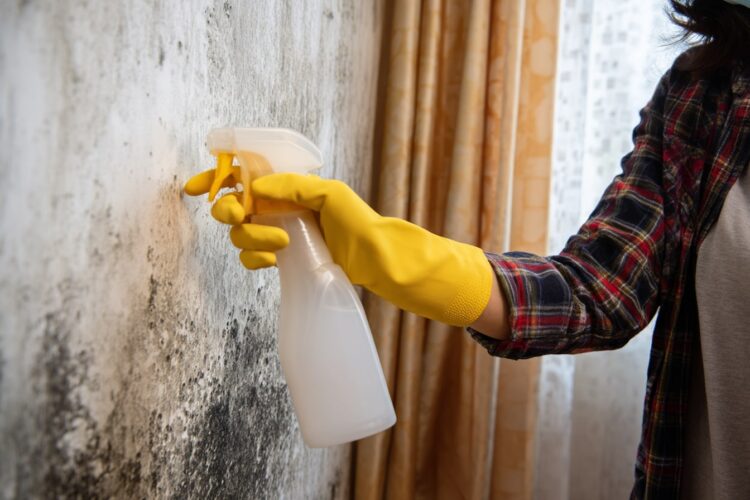 Bolor nas paredes: limpá-lo é mais fácil do que parece com estas técnicas simples
