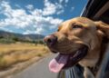 Deixa o cão olhar pela janela do carro? É lindo, mas pode resultar numa multa pesada