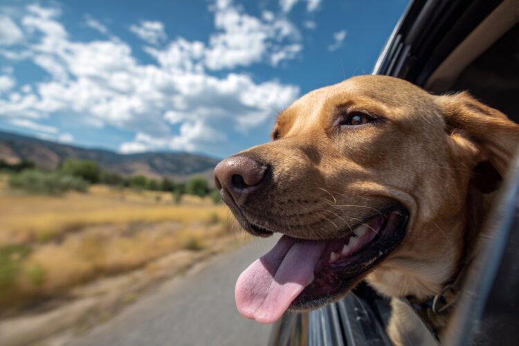 Deixa o cão olhar pela janela do carro? É lindo, mas pode resultar numa multa pesada