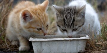 Alimentar animais na rua pode dar multa até 1.500 euros: o que está em causa