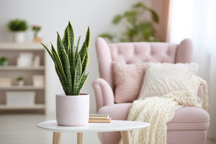 Cinco plantas que ajudam a tornar o ar do quarto mais leve e agradável