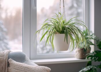 As plantas diminuem a humidade? Mito ou realidade?