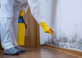 Bolor nas paredes: porque a lixívia falha e o método simples que os pintores recomendam