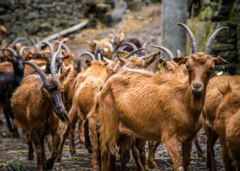 Covas do Monte: uma aldeia com 50 habitantes… e 2500 cabras