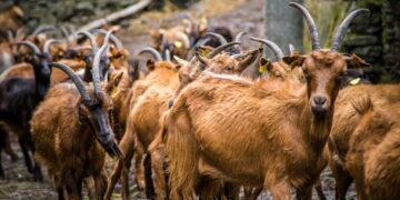 Covas do Monte: uma aldeia com 50 habitantes… e 2500 cabras