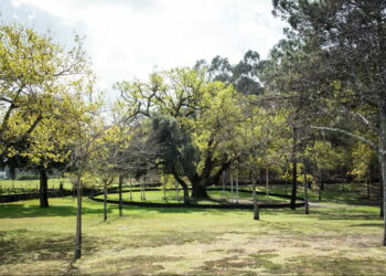 Carvalho de Calvos: o segundo mais antigo da Europa está num parque de Póvoa de Lanhoso, e vale a viagem