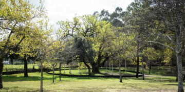 Carvalho de Calvos: o segundo mais antigo da Europa está num parque de Póvoa de Lanhoso, e vale a viagem