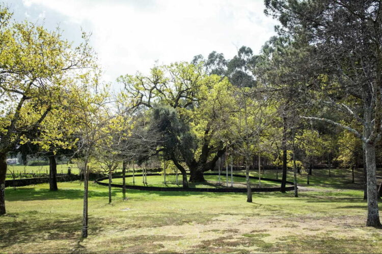 Carvalho de Calvos: o segundo mais antigo da Europa está num parque de Póvoa de Lanhoso, e vale a viagem