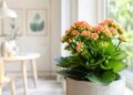 Kalanchoe em casa: como cuidar desta suculenta para que floresça durante meses