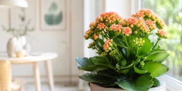Kalanchoe em casa: como cuidar desta suculenta para que floresça durante meses