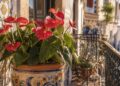 Antúrios em casa: como cultivar e cuidar desta joia tropical com elegância