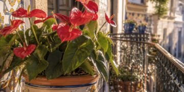 Antúrios em casa: como cultivar e cuidar desta joia tropical com elegância