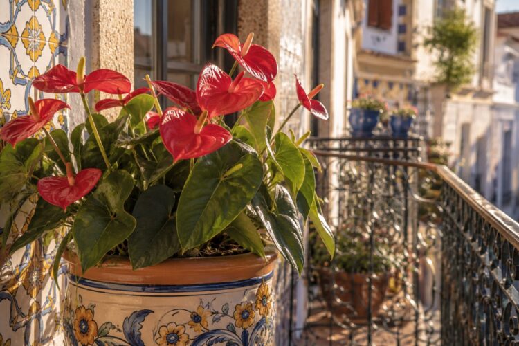 Antúrios em casa: como cultivar e cuidar desta joia tropical com elegância