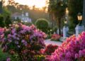 Azáleas: a planta que está a conquistar jardins e varandas com cor e elegância